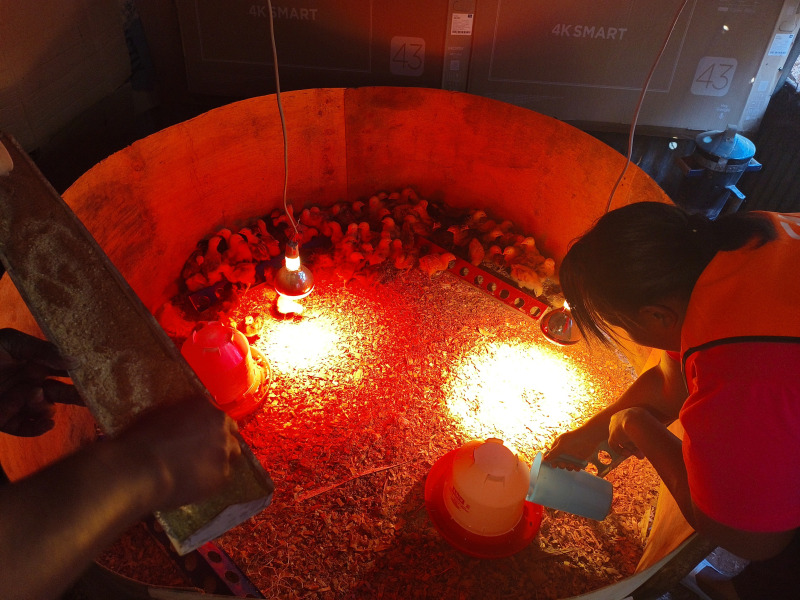 Chicken rearing program
