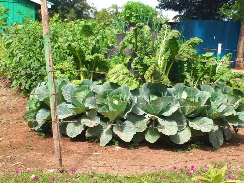 Vertical vegetable farming program