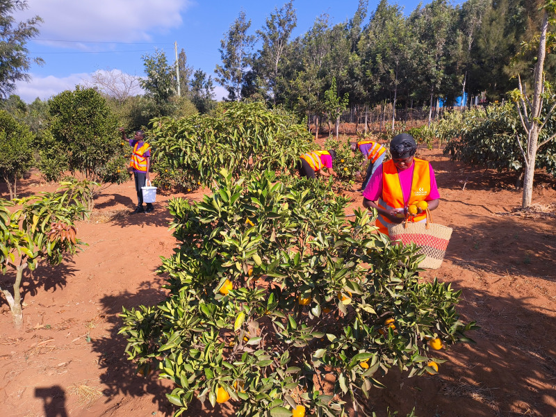 Fruit farming program